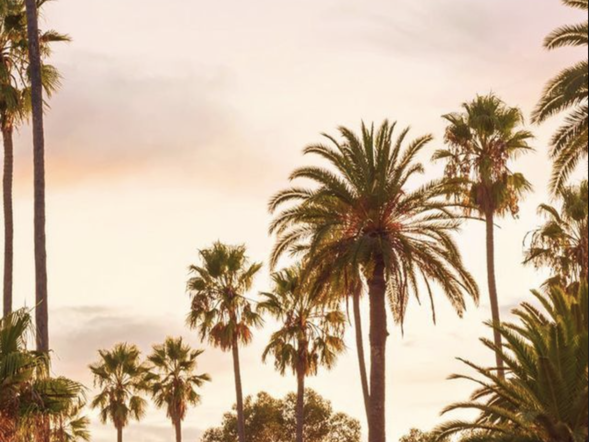 A peaceful sunset sky filled with tall palm trees swaying in the warm breeze.
